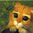 장화신은고양이 이미지