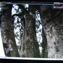 다경에 등장하는 고대의 큰 차나무 이미지