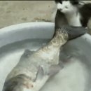 하룻고양이