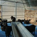 토고미농장 이미지