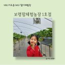 충남 보령팜체험농장 1호점 재방문 후기 무제한 시식 가능 딸기체험