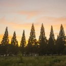 종합운동장 메타세콰이어길 이미지