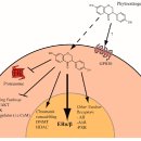 phytoestrogen 한약재의 섬유화(대장증식) 방지 효과 탐구!! 2019 논문... 이미지