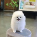 미니펫 강아지분양 고양이분양 강남점 이미지