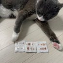 태일동물치과병원 이미지