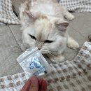 아이봄동물병원 이미지