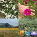 개화-꽃의 노래 | 정읍 구절초 꽃 축제 실시간개화상황 주차꿀팁 가을 전라도 여행지 추천