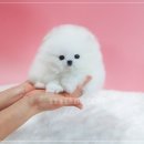 호호애견 네이버블로그
