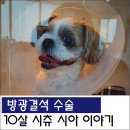 시아동물병원 이미지