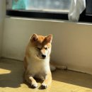 애견카페왕 이미지