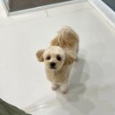 견발소 | [2023.11.12] 룽지 미용(공도 견발소)