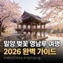 [밀양 여행] 봄에 여기 어때요? 🌸 국보 영남루 &amp; 아랑전설 벚꽃 명소 총정리!