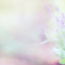 허브내음 이미지