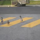 오리한마리 이미지