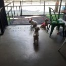 까네지노 이미지