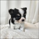 펫 파라다이스 동물병원 이미지