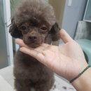 비비드그루밍 이미지