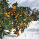 귤림추색 이미지