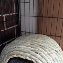 행복한 깡총이) 토끼용품 구매후기