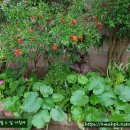 윙스치킨 이미지