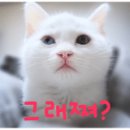 왕약국 이미지