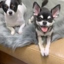 멍뭉이 이발소 이미지