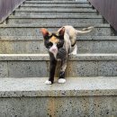 용문동물병원 | 양평 용문동물병원에서 고양이 진료 보고 온 찐 후기
