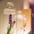 달리아스파(DALIA SPA) 로고