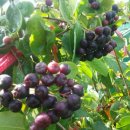 아로니아민박 이미지