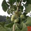 요정농장 이미지