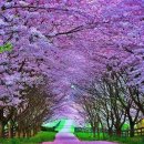 에스텔라 이미지