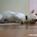 굿모닝꼬꼬