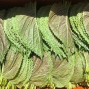 서진농장2 이미지