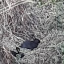 토끼사냥 이미지