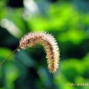 강아지풀 이미지