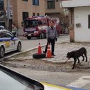 제천동물보호센터 이미지