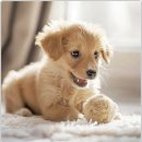 펫퍼스트24시 서울송파점 강아지고양이분양말티푸말티즈푸들 이미지