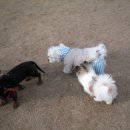 야탑 반려견 이미지