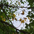 성대1리 이미지