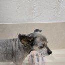 틱독 | 닥터독 한우우신 블리스틱 수제간식 급여후기