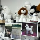 대림애견 이미지