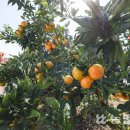 양은석농장 이미지