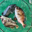 짱실내바다낚시터 이미지