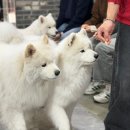 주흥17길 19 (1) | 홍대 사모예드 카페 겨울이 머무르는집 냄새 솔직후기 아이와 데이트 실내 놀거리