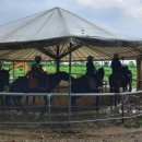 아라뱃길 승마클럽 이미지