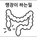 맹장이 하는일 맹장 왜 필요할까 이미지