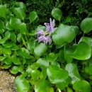 삼풍아파트, 여나유치원 이미지