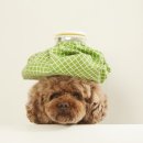 365동물병원 분당점 이미지