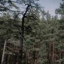 내사랑 강아지 이미지