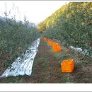 청남농원 이미지